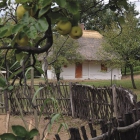 Establishment of the „Fairy garden” („Tündérkert”) with native fruit trees in the vine hill of Oszkó