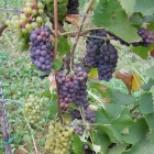 Working hands in the vineyard – from the grape to grape-juice