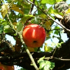 Őshonos gyümölcsfák telepítése