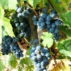 Viniculture; wine-making; development of the vine hill territory